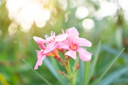A Bouquet Soft Pink Petals Of Fragrant Sweet Oleander Or Rose Bay, Blooming On Blurred Green Leafs  Background 