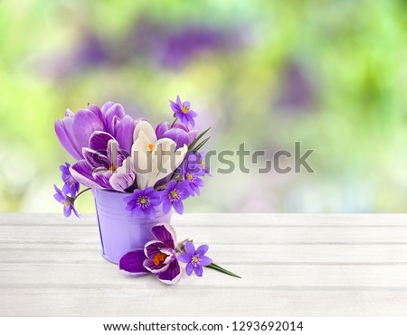 Bouquet of spring flowers crocuses and hepatica ( liverleaf or liverwort ) in small violet bucket on wooden table on a blur nature background