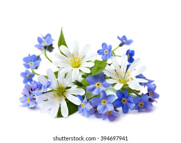 Bouquet of Stellaria holostea (or addersmeat, or greater stitchwort) and forget-me-not on white background.