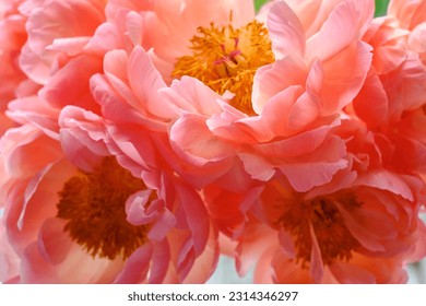 Bouquet of stylish peonies close-up. Pink peony flowers. Close-up of flower petals. Floral greeting card or wallpaper. Delicate abstract floral pastel background  - Powered by Shutterstock