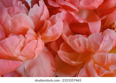 Bouquet of stylish peonies close-up. Pink peony flowers. Close-up of flower petals. Floral greeting card or wallpaper. Delicate abstract floral pastel background - Powered by Shutterstock