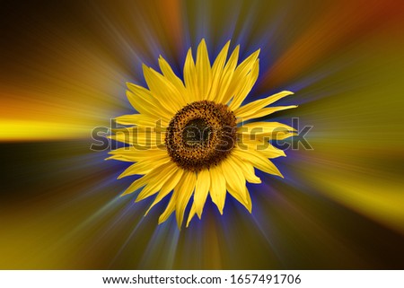 Similar – sunflowers Umwelt Natur