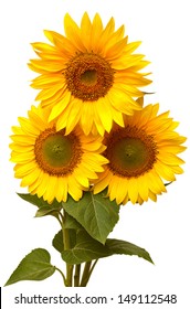Bouquet of sunflowers isolated on white background