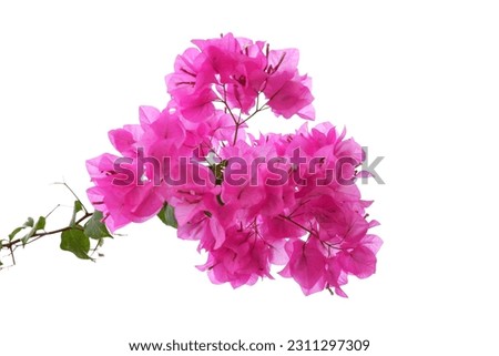 A bouquet of sweet pink Bougainvillea  flower blossom with green leaves on white isolated background