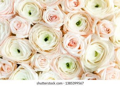 Fleurrosefondblanc Images Stock Photos Vectors