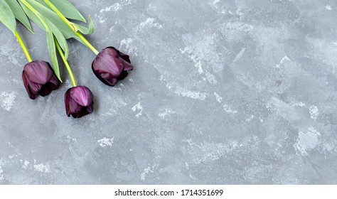 Bouquet of three purple-black tulips Black Prince on the top left side of the grey concrete background. Space for text.