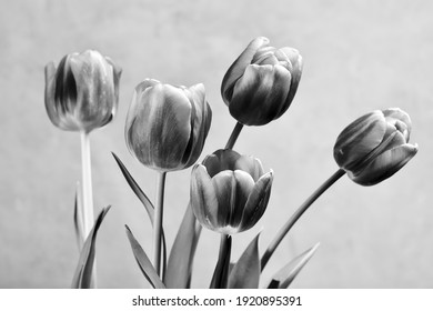 bouquet of tulips, black and white
