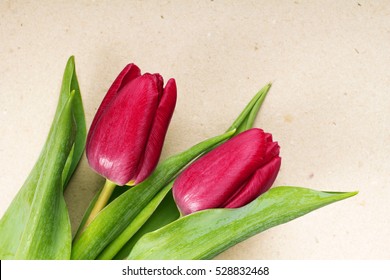 bouquet of tulips on a sheet of paper