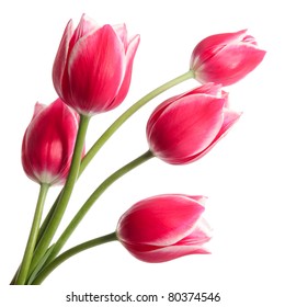 Bouquet Of Tulips On White Background