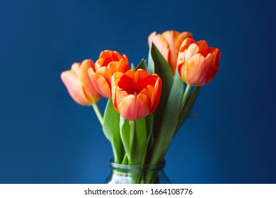 Bouquet of tulips in orange colors on trendy blue background. Concept of spring, Women's Day, Mother's Day, 8 March, the holiday greetings.