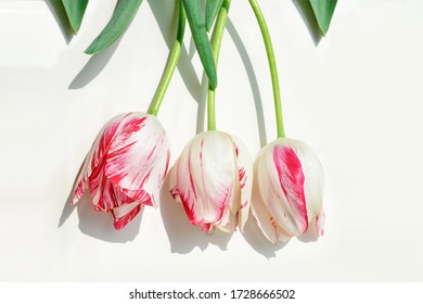 Bouquet of tulips.pink with green leaves. Spring flowers. White background with copyspace. Wallpaper for a holiday card. Easter flower collection. Beautiful frame of horizontal colors on the banner