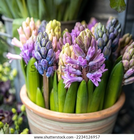A bouquet of unblown hyacinths in tin buckets on an iron chair near the entrance to the store as a decoration