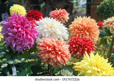 Bouquet of vibrant dahlia flowers in a flower-show exhibition in Kolkata