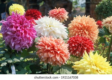 Bouquet of vibrant dahlia flowers in a flower-show exhibition in Kolkata - Powered by Shutterstock