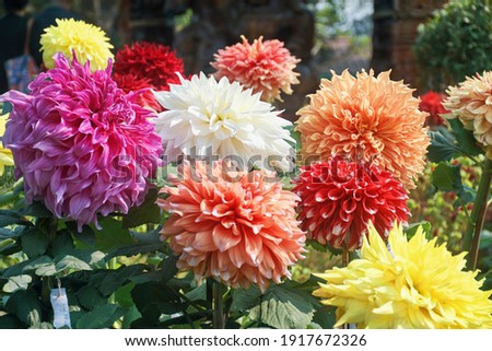 Bouquet of vibrant dahlia flowers in a flower-show exhibition in Kolkata