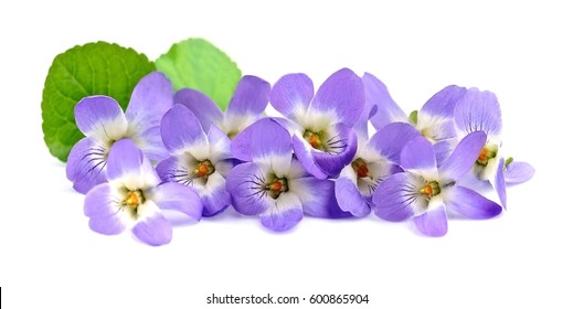 Bouquet Of Violets Flowers Isolated On White.