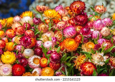 Bouquet Of Vivid Everlasting Or Strawflowers