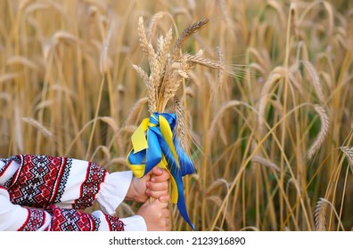 A bouquet of wheat spikelets tied with a yellow and blue ribbon in the hands of a girl in an embroidered shirt. Hands close-up focus on ears of corn. Independence day of ukraine, constitution flag