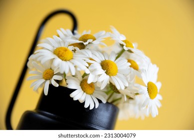 Bouquet of whie daisies in black watering can on yellow background