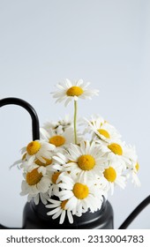 Bouquet of whie daisies in black watering can on white background