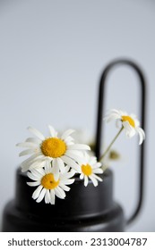 Bouquet of whie daisies in black watering can on white background