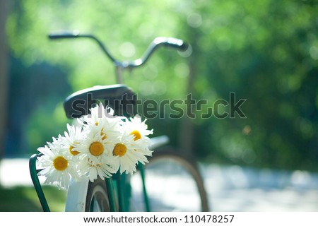 Bouquet of white chamomiles on the trunk of an old bicycle. Close-up