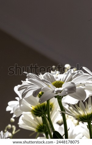 A bouquet of white daisies with green leaves on a solid background. The flowers are in full bloom, delicate, and beautiful.
