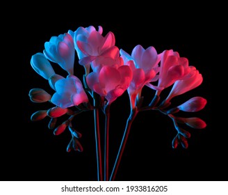 Bouquet of white freesia flowers blooming, pink and blue neon light. Isolated on black background.