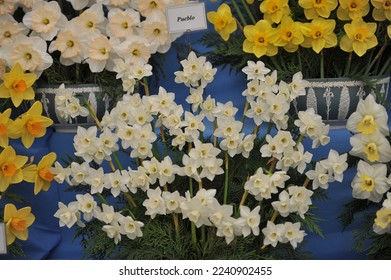 A bouquet of white Jonquilla and Apodanthus daffodils (Narcissus) Pueblo on an exhibition in May - Shutterstock ID 2240902455