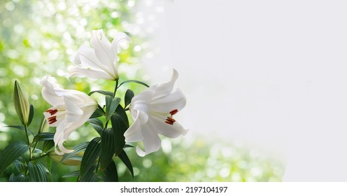 A Bouquet Of White Lilies Closeup Isolated On A Blurry Garden Background