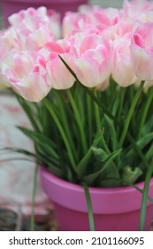 Un ramo de blanco con tulipanes de color rosa-rubia Triumph (Tulipa) Infiniti en un jardín en abril