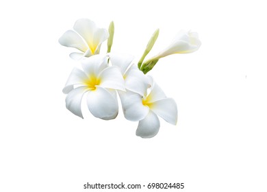 Bouquet White Plumeria Isolated