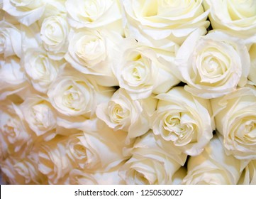 White Rose Wallpaper High Res Stock Images Shutterstock