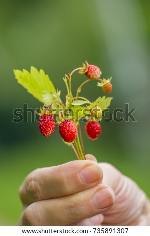 Walderdbeeren pflücken