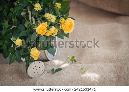 Bouquet of yelloow roses in watering can on background of old burlap, copy space