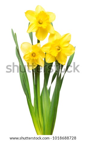 Bouquet of yellow daffodils flowers isolated on white background. Flat lay, top view 