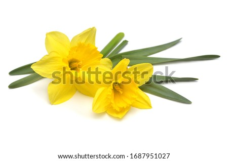 Bouquet of yellow daffodils flowers isolated on white background. Flat lay, top view 