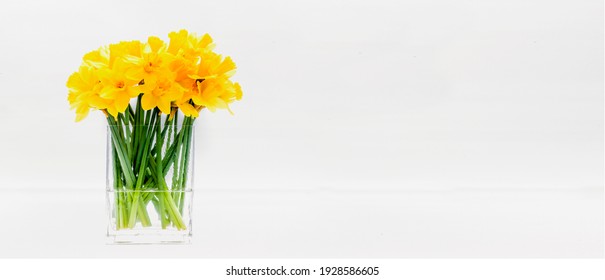 Bouquet of yellow daffodils on a white background