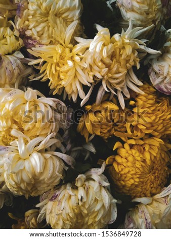 Bouquet of yellow flowers chrysanthemum texture 
