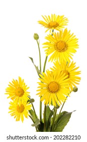 Bouquet Of Yellow Flowers Isolated On A White Background