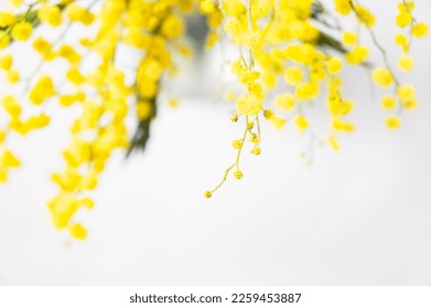 A bouquet of yellow mimosa flowers  on a white background close up. Concept of 8 March, happy women's day. Top view and space for text.