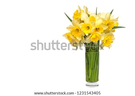 bouquet Yellow narcissus flowers in a glass vase Isolated on white background and space for your text.