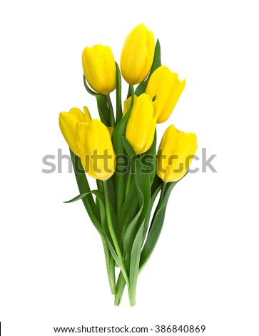 Bouquet of yellow tulips isolated on white background with clipping path. Valentine's Day and Mother's Day background. Top view.