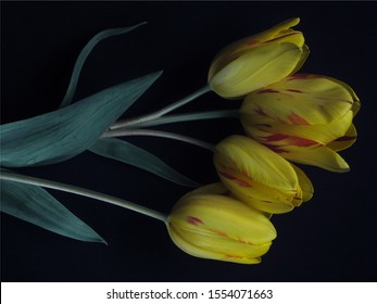  Bouquet of yellow tulips with leaves on black background                            