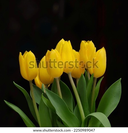 Bouquet of yellow tulips on a dark black background 