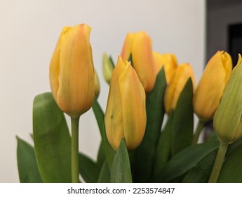 Bouquet of yellow tulips on white background Blossoming yellow flowers - Shutterstock ID 2253574847