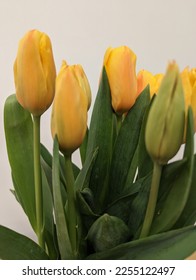 Bouquet of yellow tulips on white background Blossoming yellow flowers - Shutterstock ID 2255122497