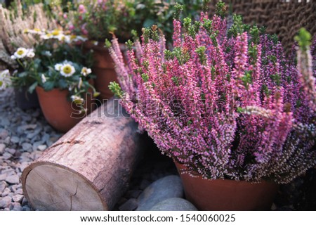 Bouquets of heather and daisies near wooden logs on stones. Autumn bouquet. Autumn composition
