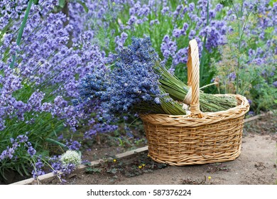 Bouquets Of Lavender In Wicker Basket In The Garden