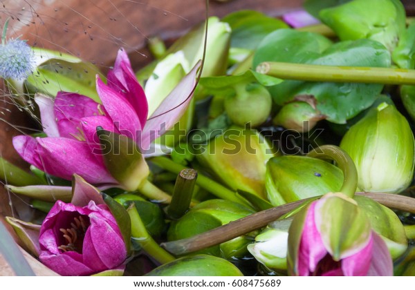 Bouquets Single Flowers Displayed Garden Cafe Stock Image